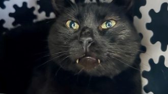 Adoptable Pet of the Week: Cleo