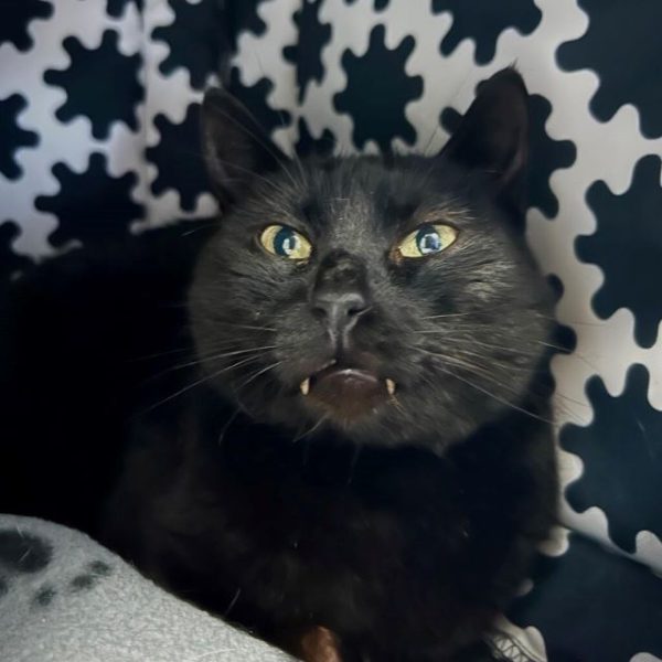 Adoptable Pet of the Week: Cleo