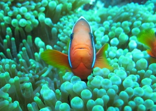 dale evers underwater photography