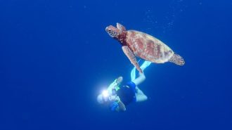 dale evers underwater photography