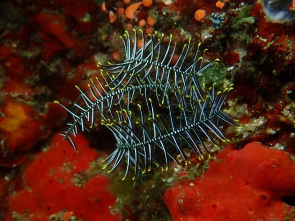 dale evers underwater photography