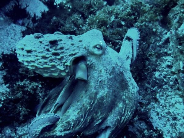 dale evers underwater photography