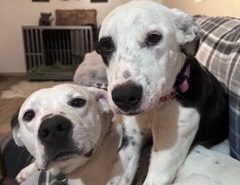Chance and Chelsea adoptable pets