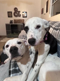 Chance and Chelsea adoptable pets