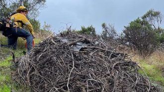 Pile burning operations planned this week