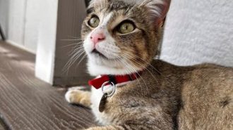 Adoptable Pet of the Week Oliver