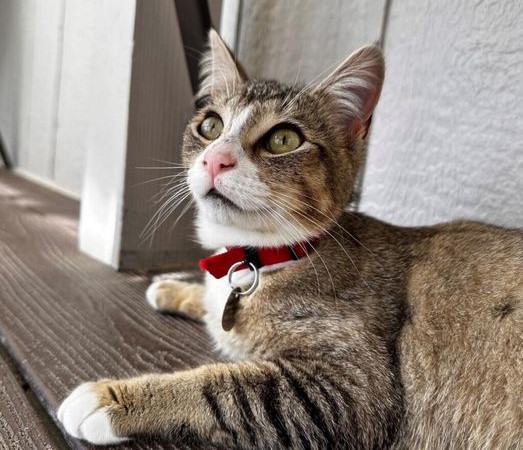 Adoptable Pet of the Week Oliver