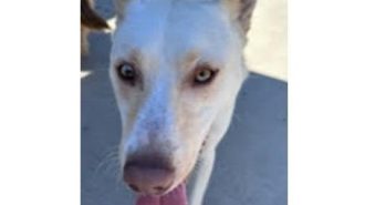 adoptable pet of the week lolly
