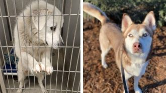 Paso Robles leads county in number of strays, says animal services