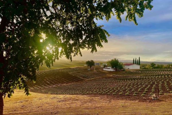 Tickets on sale now for lavender season at Hambly Farms