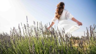 Tickets on sale now for lavender season at Hambly Farms