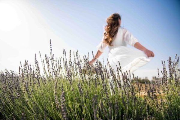 Tickets on sale now for lavender season at Hambly Farms