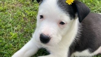 Adoptable Pet of the Week: Mr. Mimosa