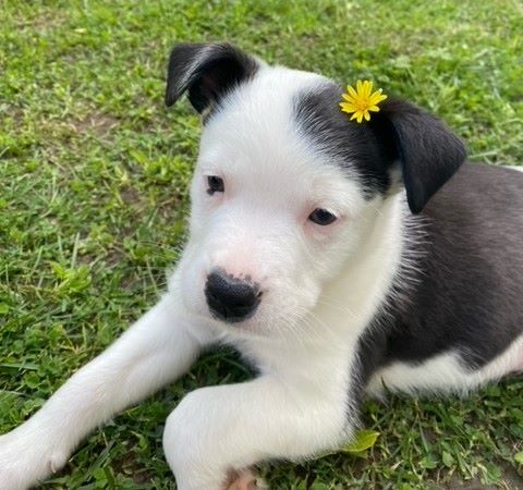 Adoptable Pet of the Week: Mr. Mimosa