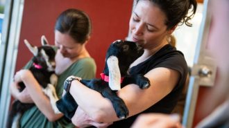 Local farm welcomes 19 new baby goats