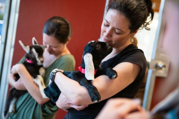 Local farm welcomes 19 new baby goats