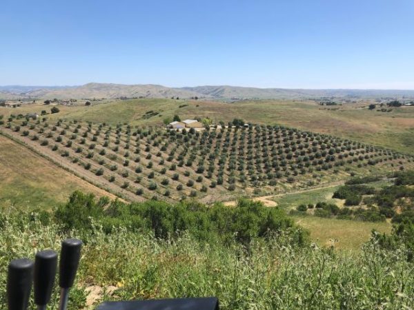Local olive oil farms wins five gold medals at world competition