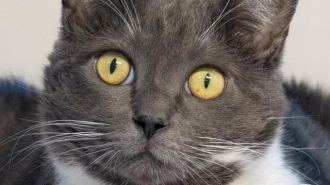 pet of the week danielle