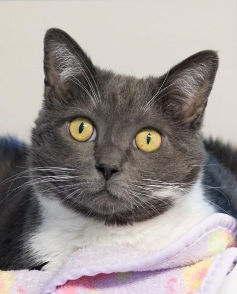 pet of the week danielle