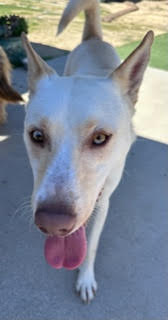Adoptable Pet of the Week: Lolly