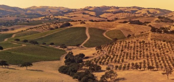 wild horse winery sold