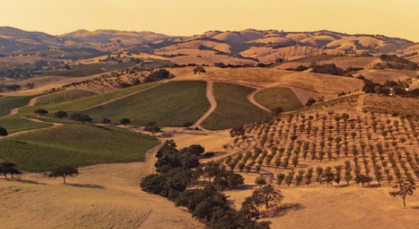 Wild Horse Winery sold to wine collective