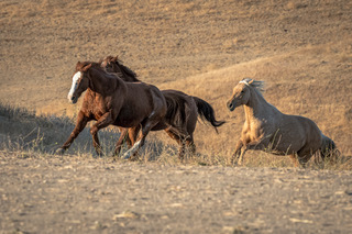 Learn horse photography techniques at upcoming workshop