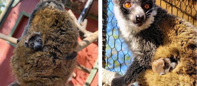 Baby mongoose lemur born at Charles Paddock Zoo