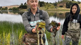 Conservation efforts enhance habitat for endangered toad at Fort Hunter Ligget