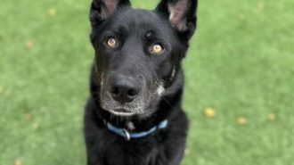 zeus