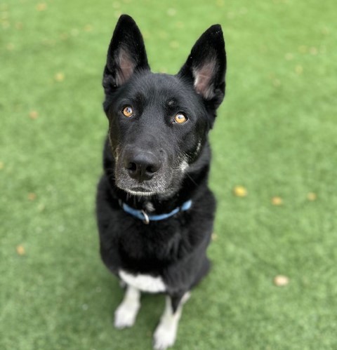 Adoptable Pet of the Week: Zeus