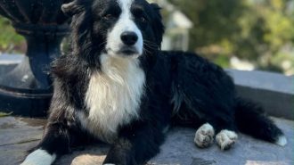 adoptable pet of the week murphy
