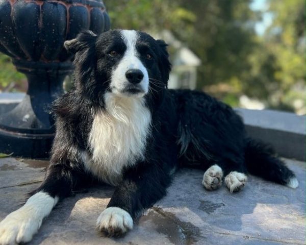 adoptable pet of the week murphy