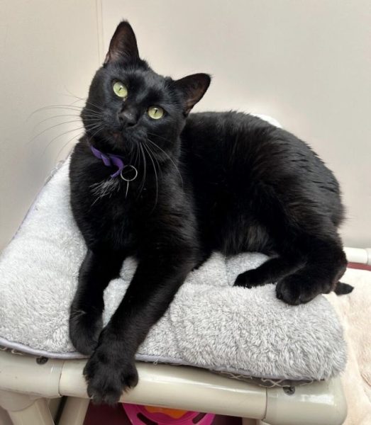 Adoptable Pet of the Week: Raven