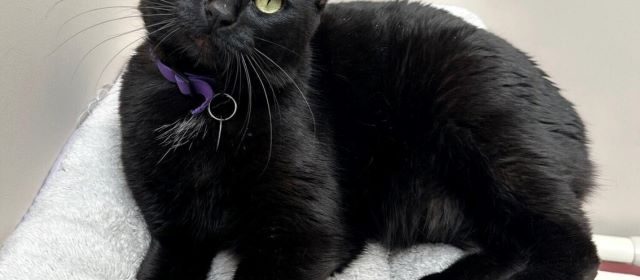 Adoptable Pet of the Week: Raven