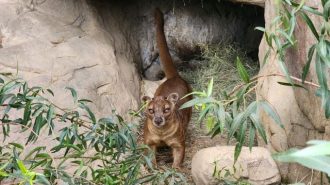 Fossa arrives at the Charles Paddock Zoo