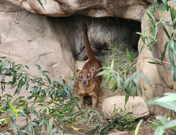 Fossa arrives at the Charles Paddock Zoo