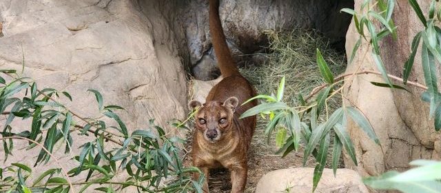 Fossa arrives at the Charles Paddock Zoo