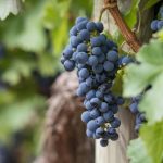 Virtual wine auction supports local scholarships
