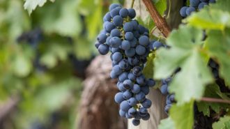 wine grapes stock photo