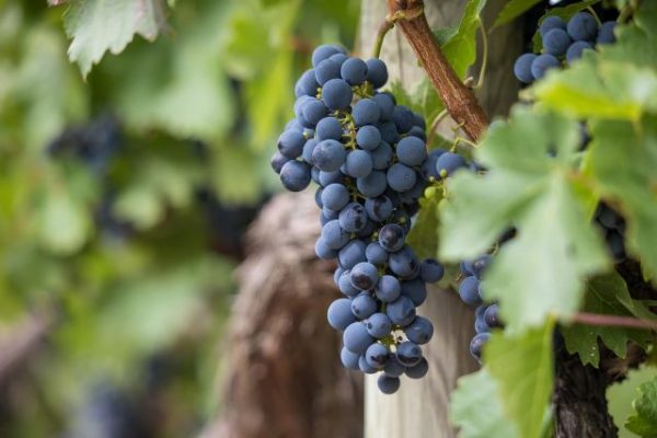 wine grapes stock photo