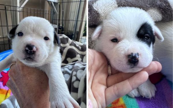 Adoptable Pets of the Week: The Disney puppies