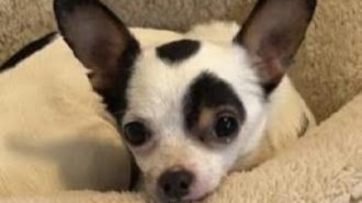 Adoptable Pet of the Week: Theodore