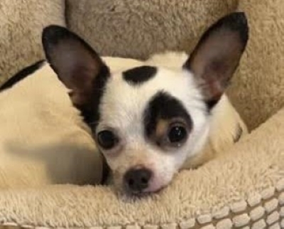 Adoptable Pet of the Week: Theodore