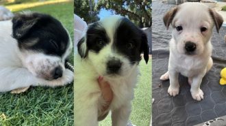 Adoptable Pets of the Week: The Disney puppies