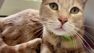Adoptable Pet of the Week Barney