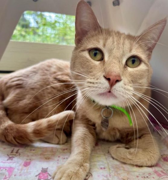 Barney pet of the week