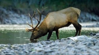 event aims to support wildlife habitat preservation efforts, promote outdoor recreation, and ensure the future of elk and other wildlife