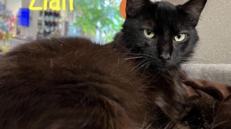 Zian adoptable pet of the week