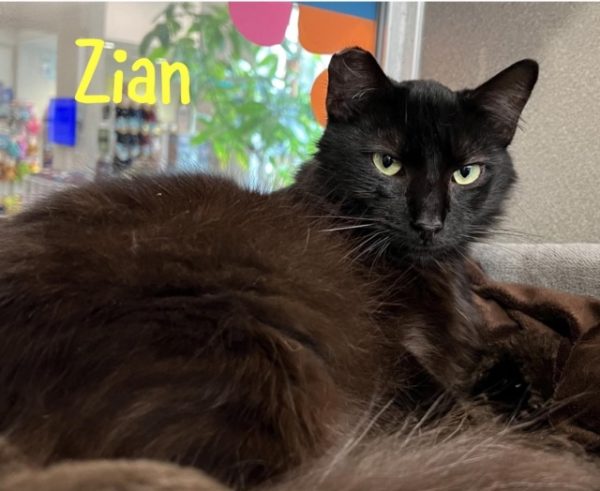 Zian adoptable pet of the week